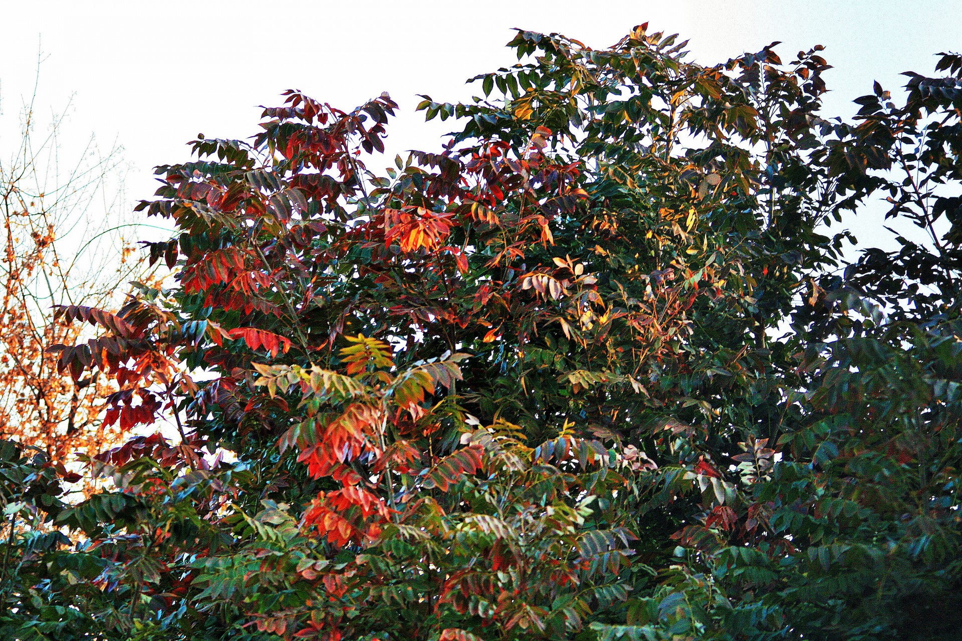 tree foliage rust free photo