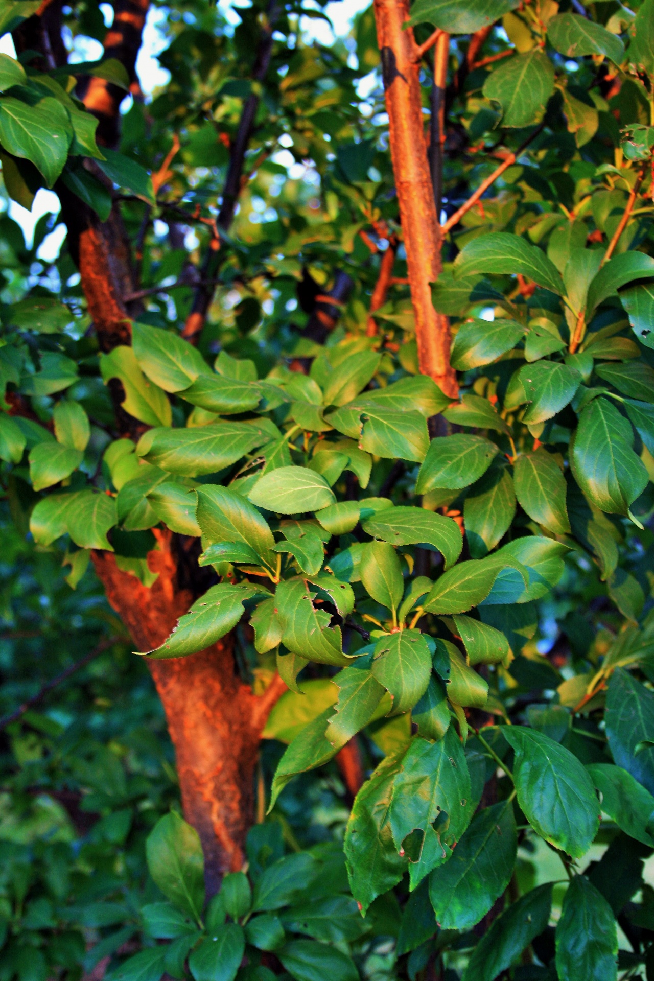 tree leaves close free photo