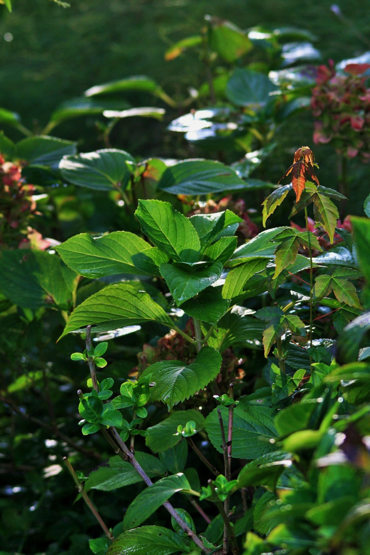 garden shrubs plants free photo