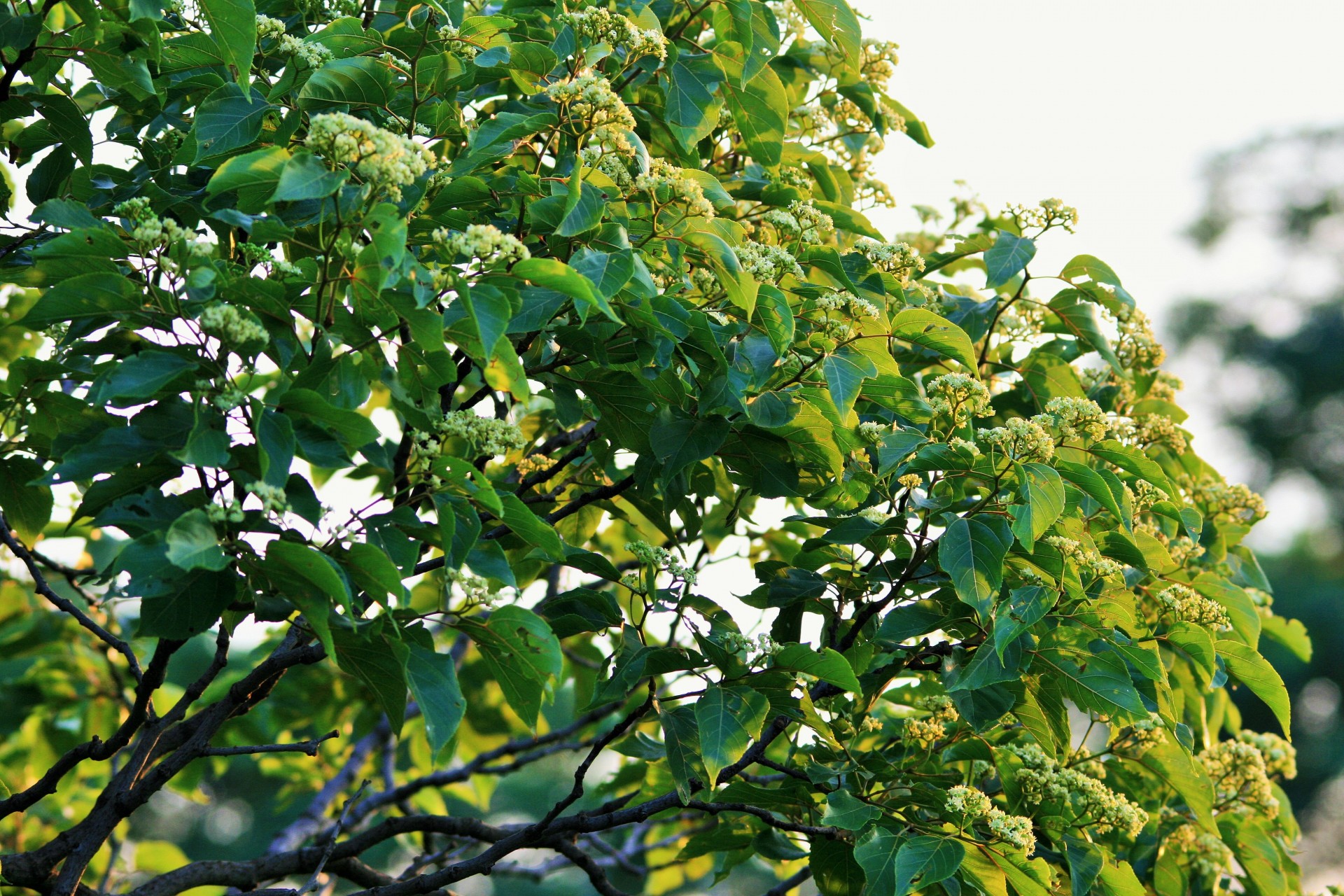 tree japanese raisin foliage free photo