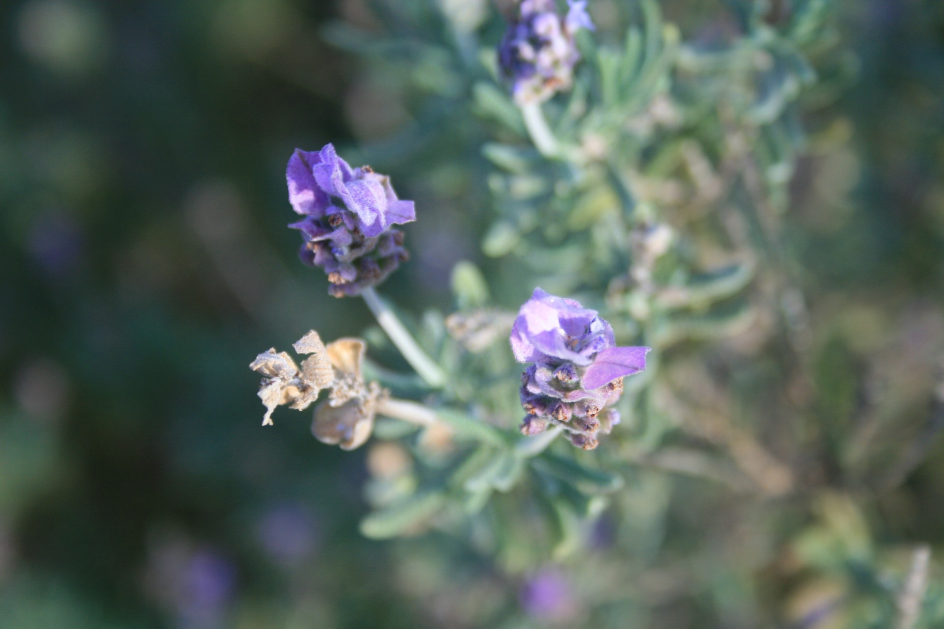 flowers lavender purple free photo