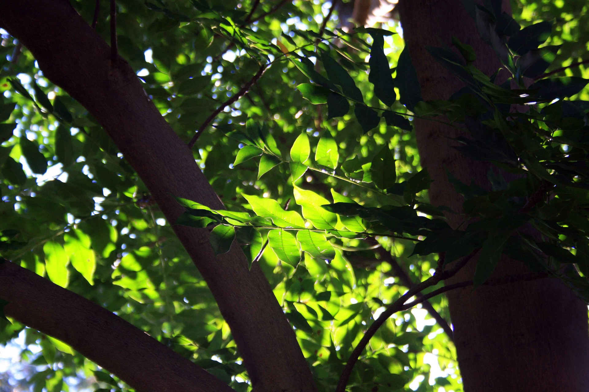 tree canopy shade free photo