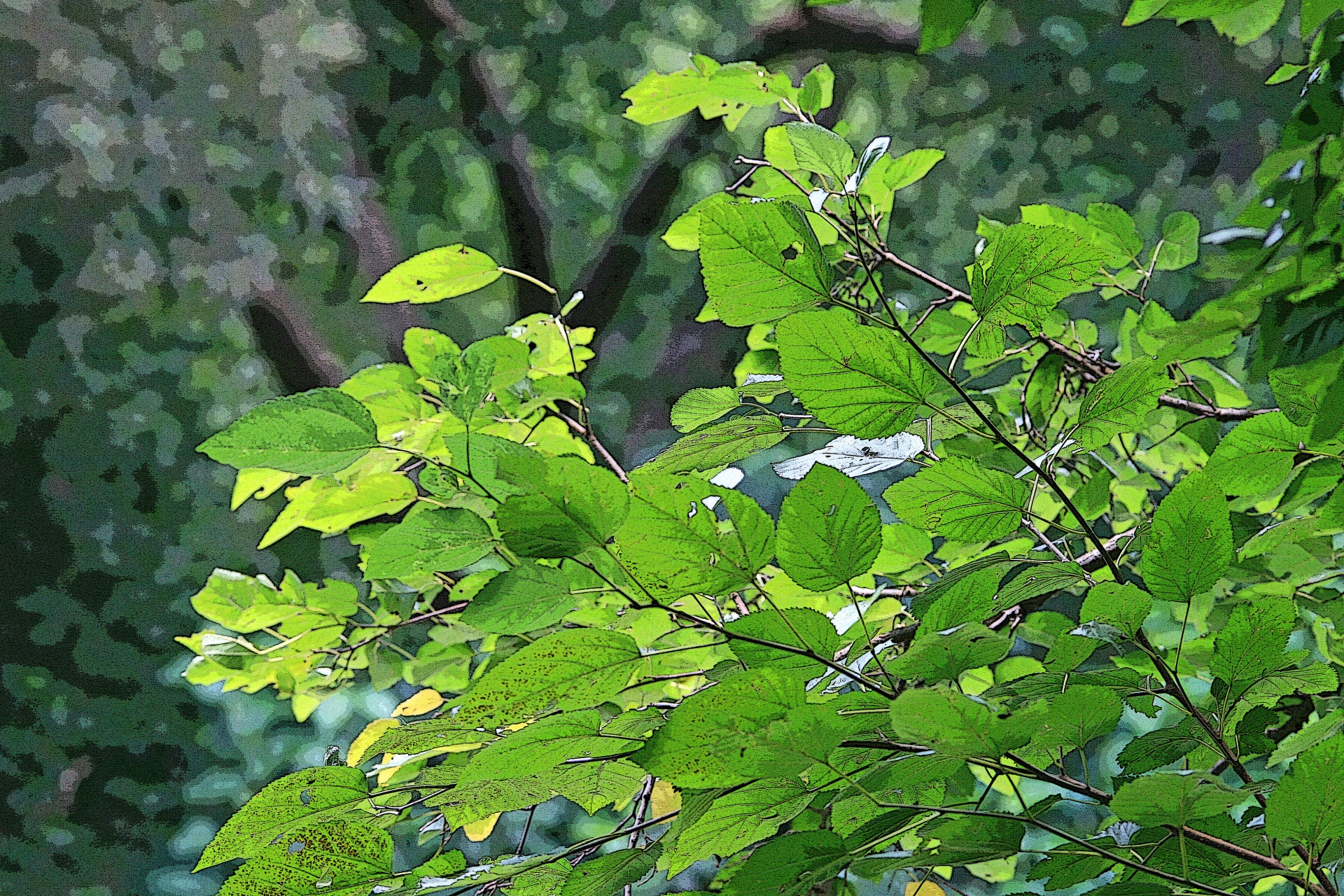 leaves foliage green free photo