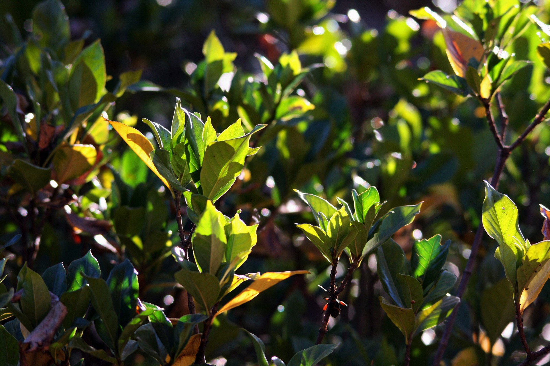 leaves gardenia light free photo