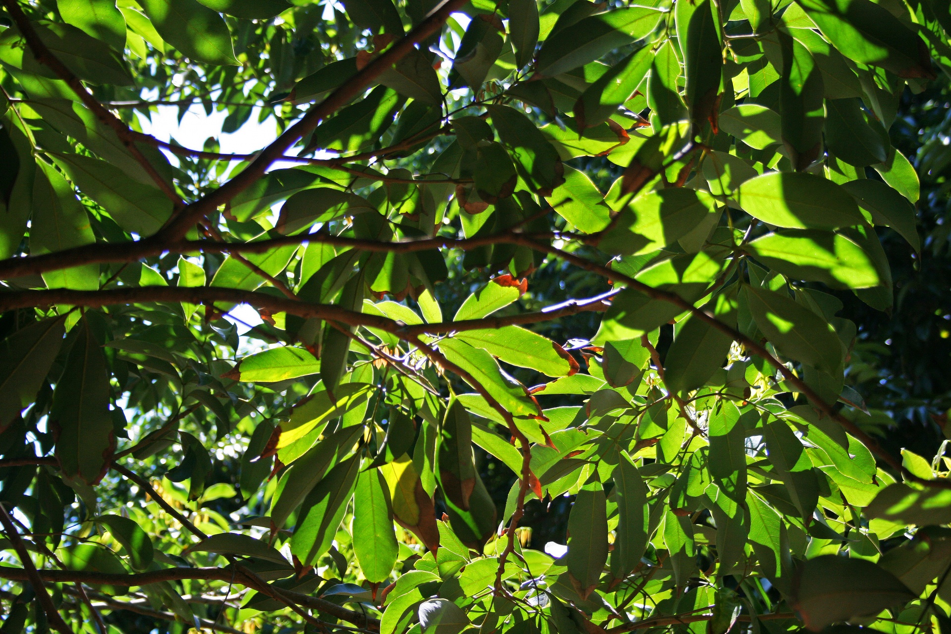 leaves foliage tree free photo