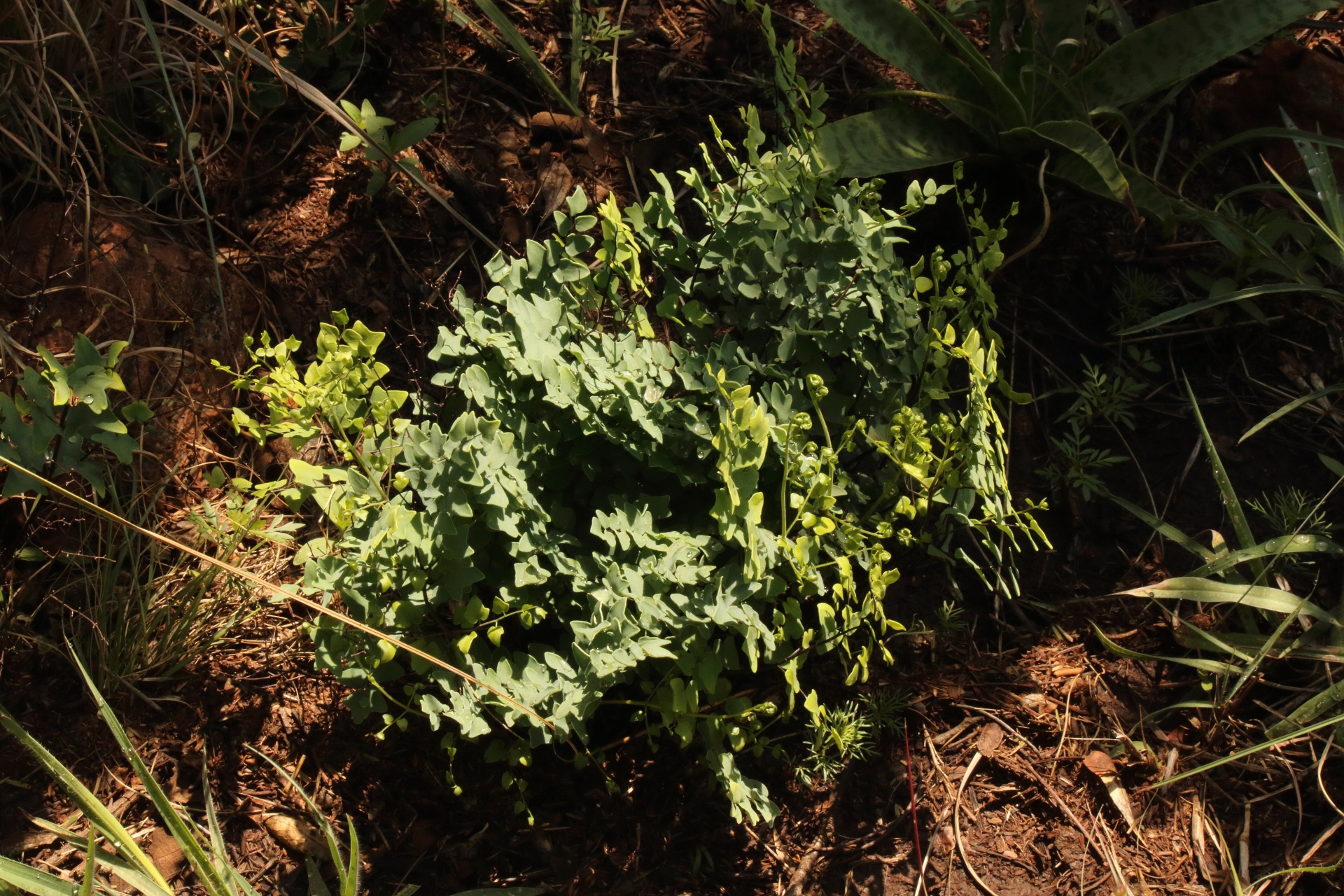 plant green fern free photo