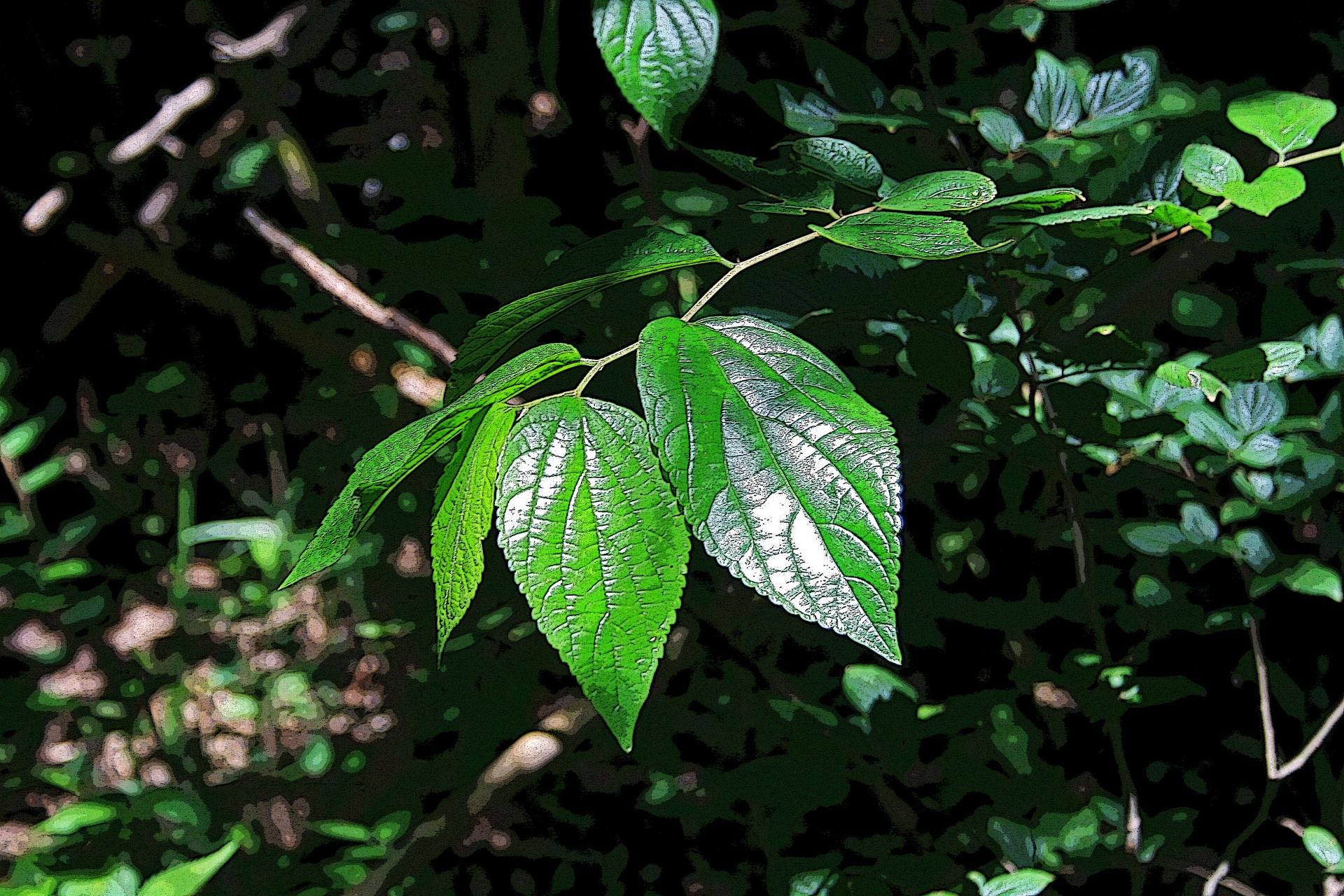leaves large green free photo