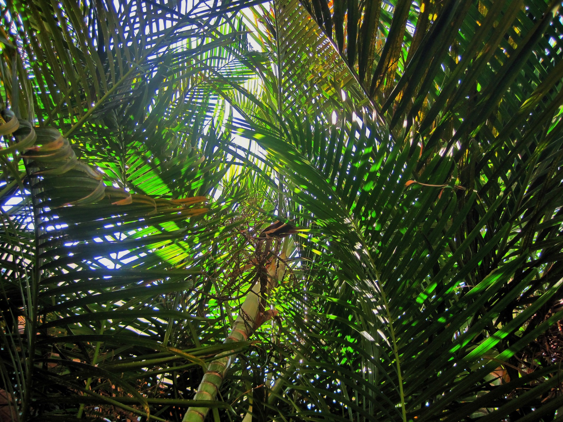 bamboo palms leaves free photo