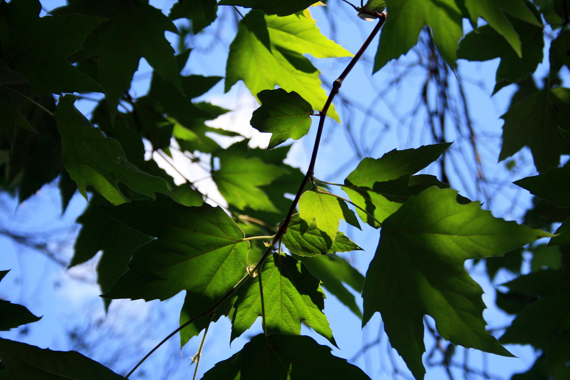 leaves plane sunlight free photo