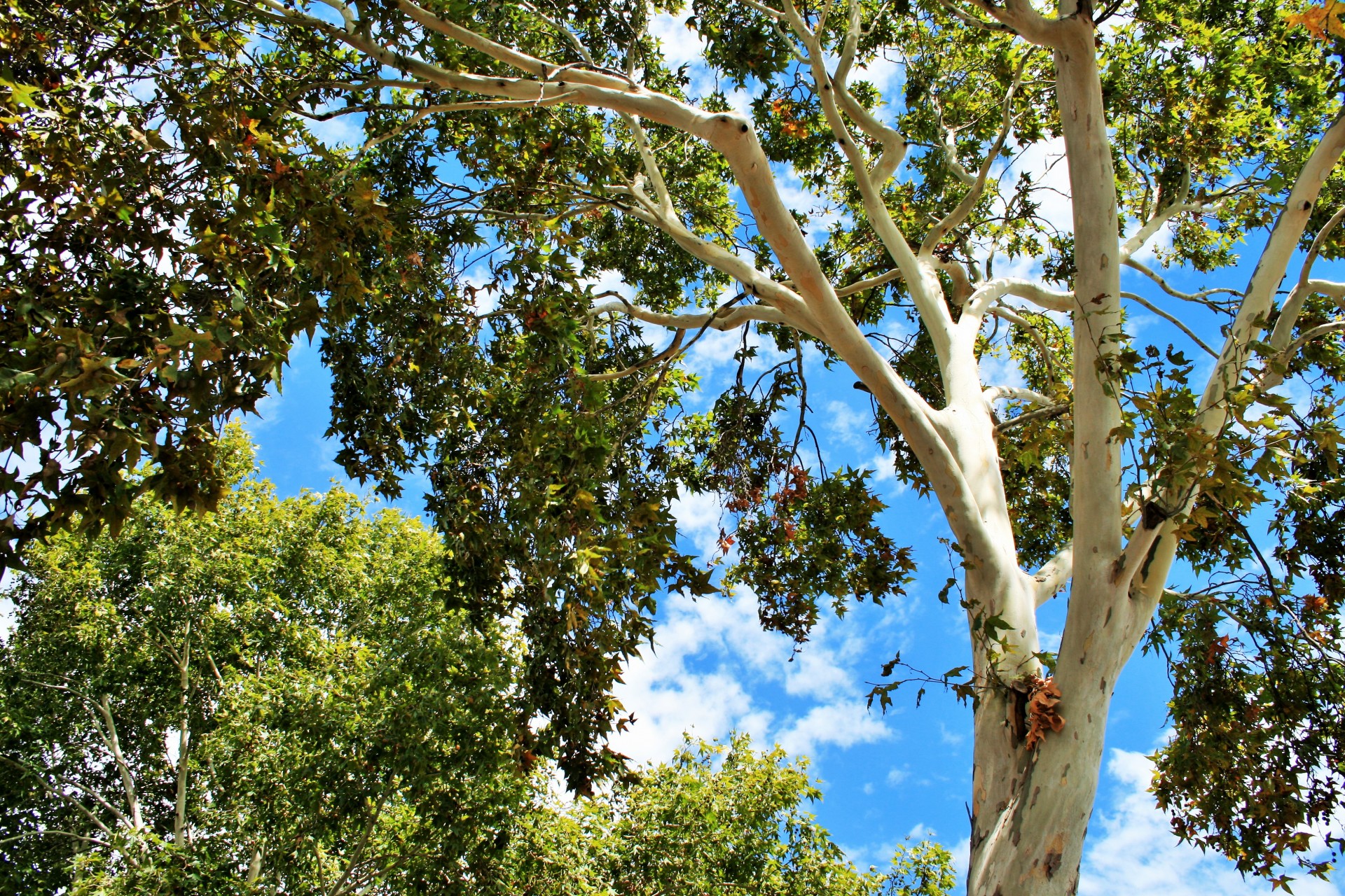 tree branches light free photo