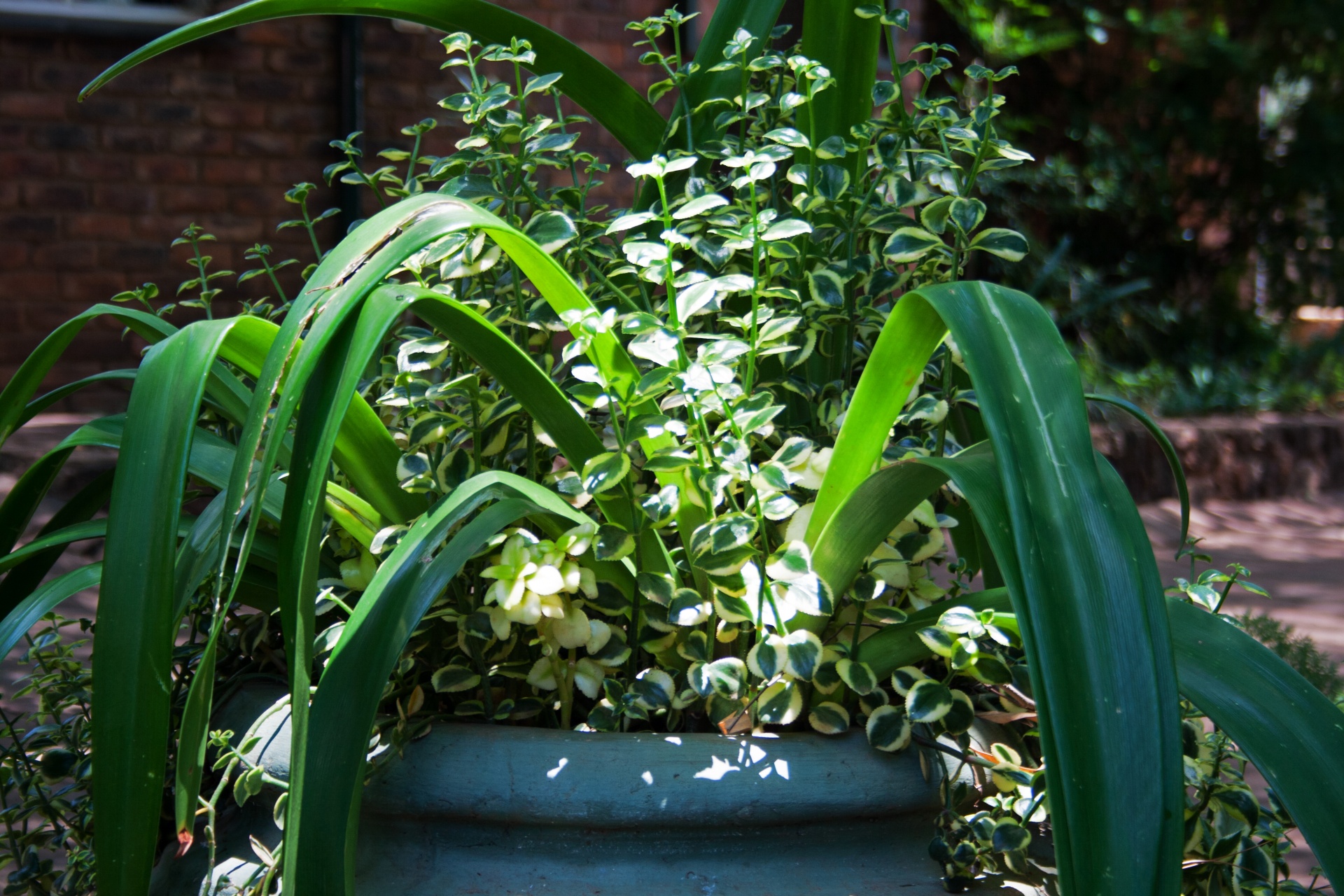 pot large plants free photo