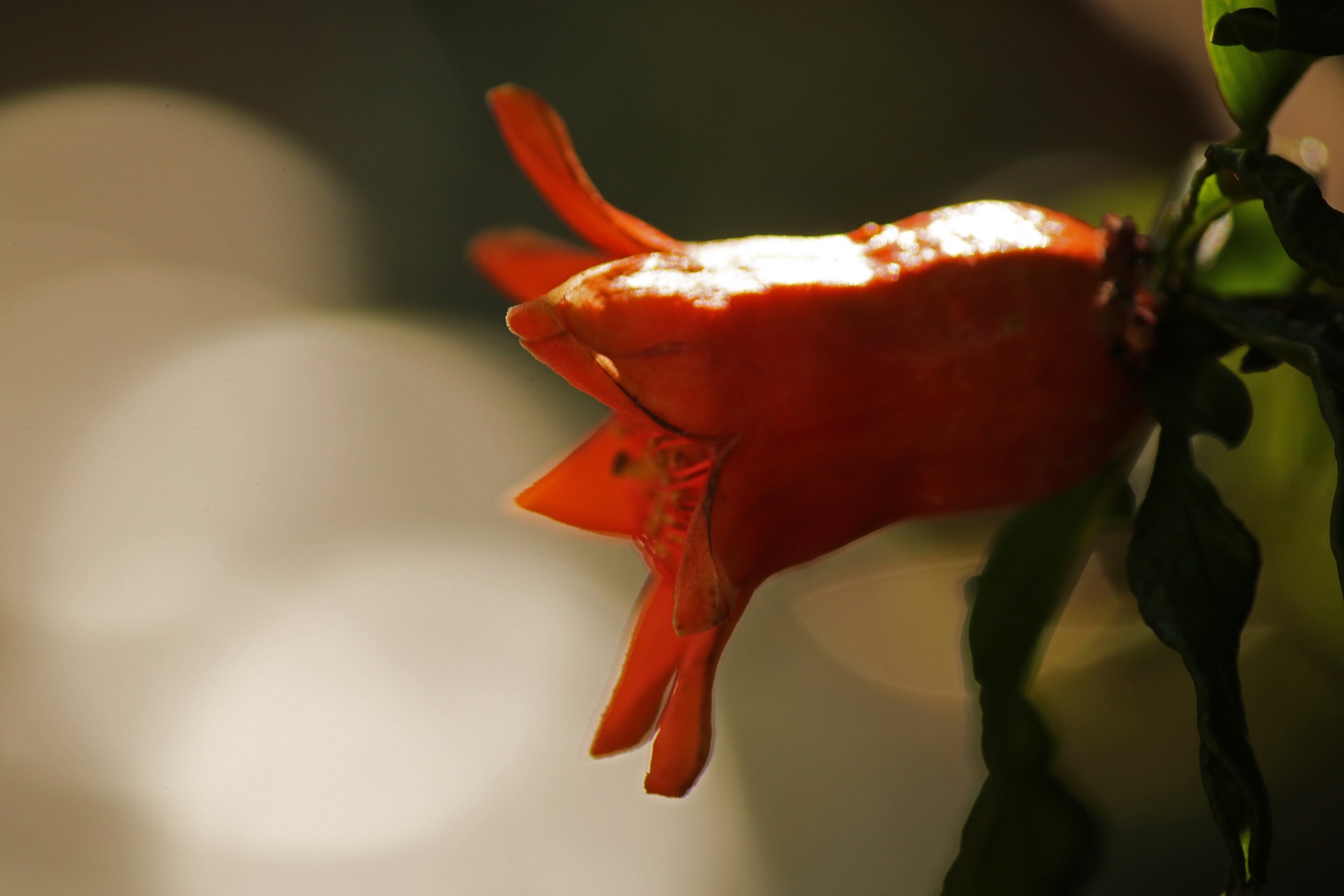 pomegranate calyx orange free photo