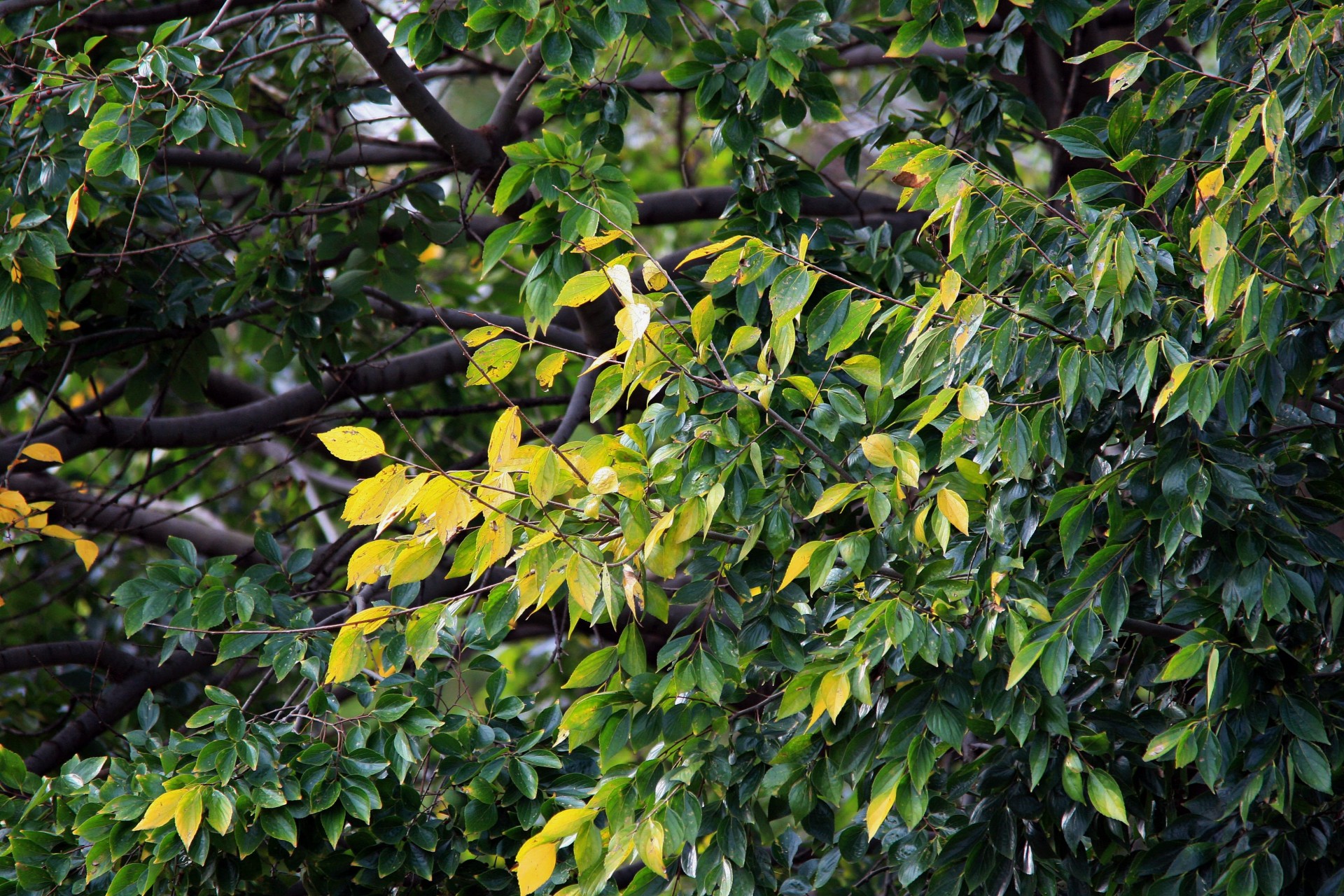 tree white stinkwood branches free photo