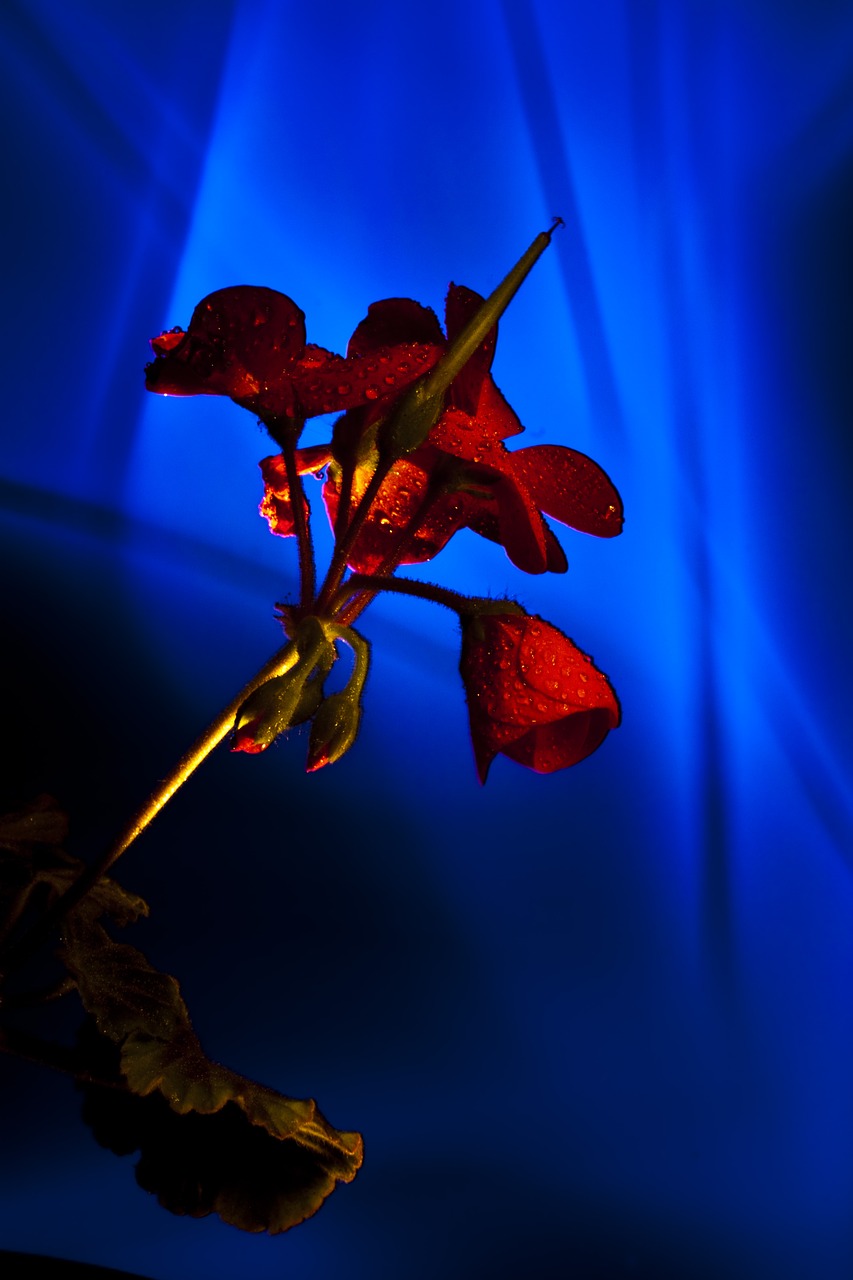 light painting light coloring geranium free photo