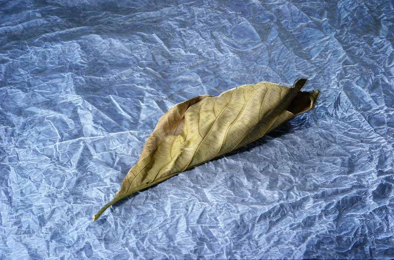 light painting leaf dried leaf free photo