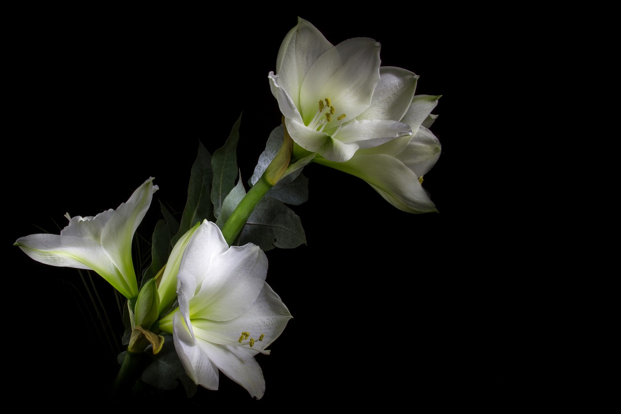 light painting amaryllis flower free photo