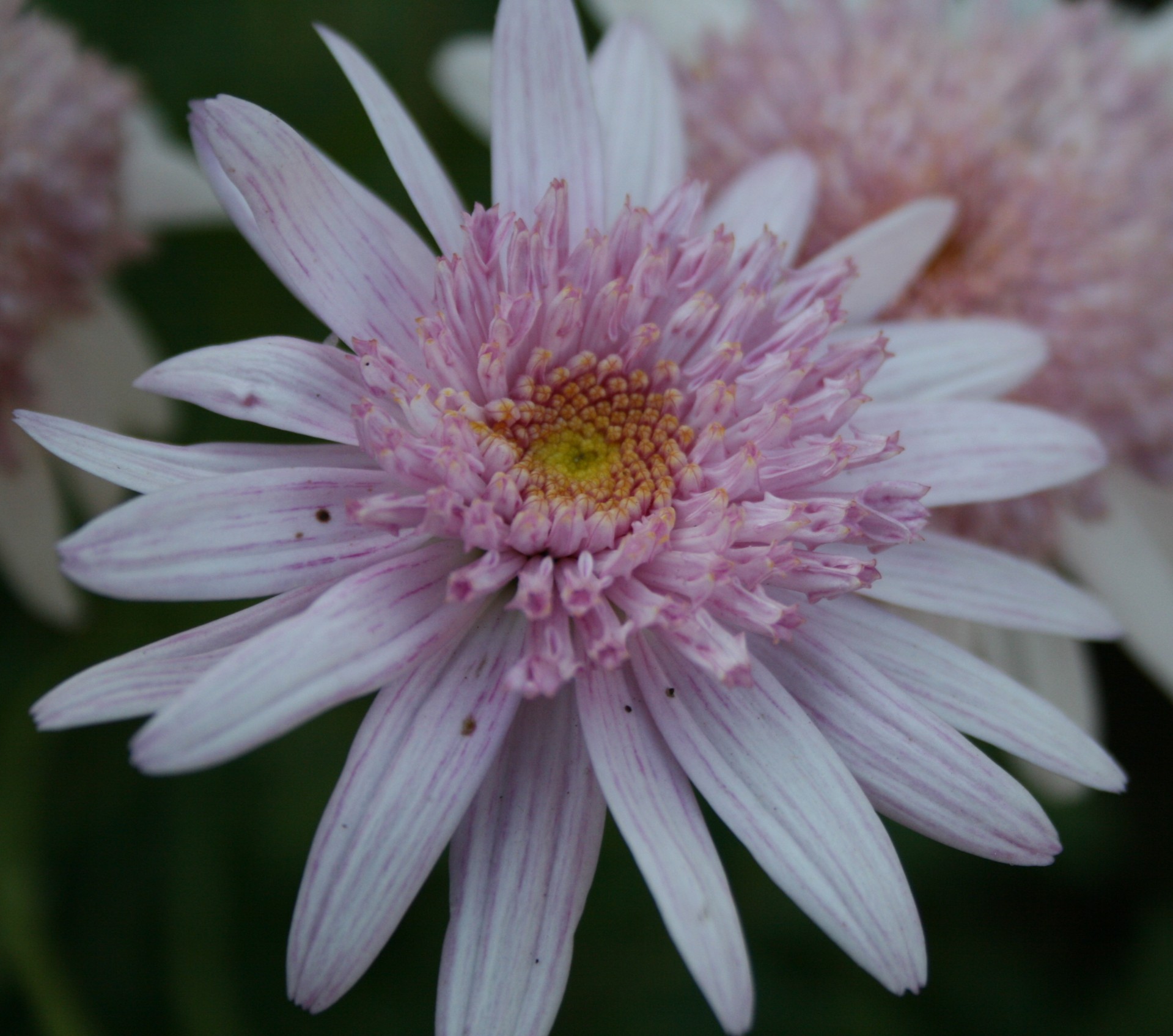 flower daisy pink free photo