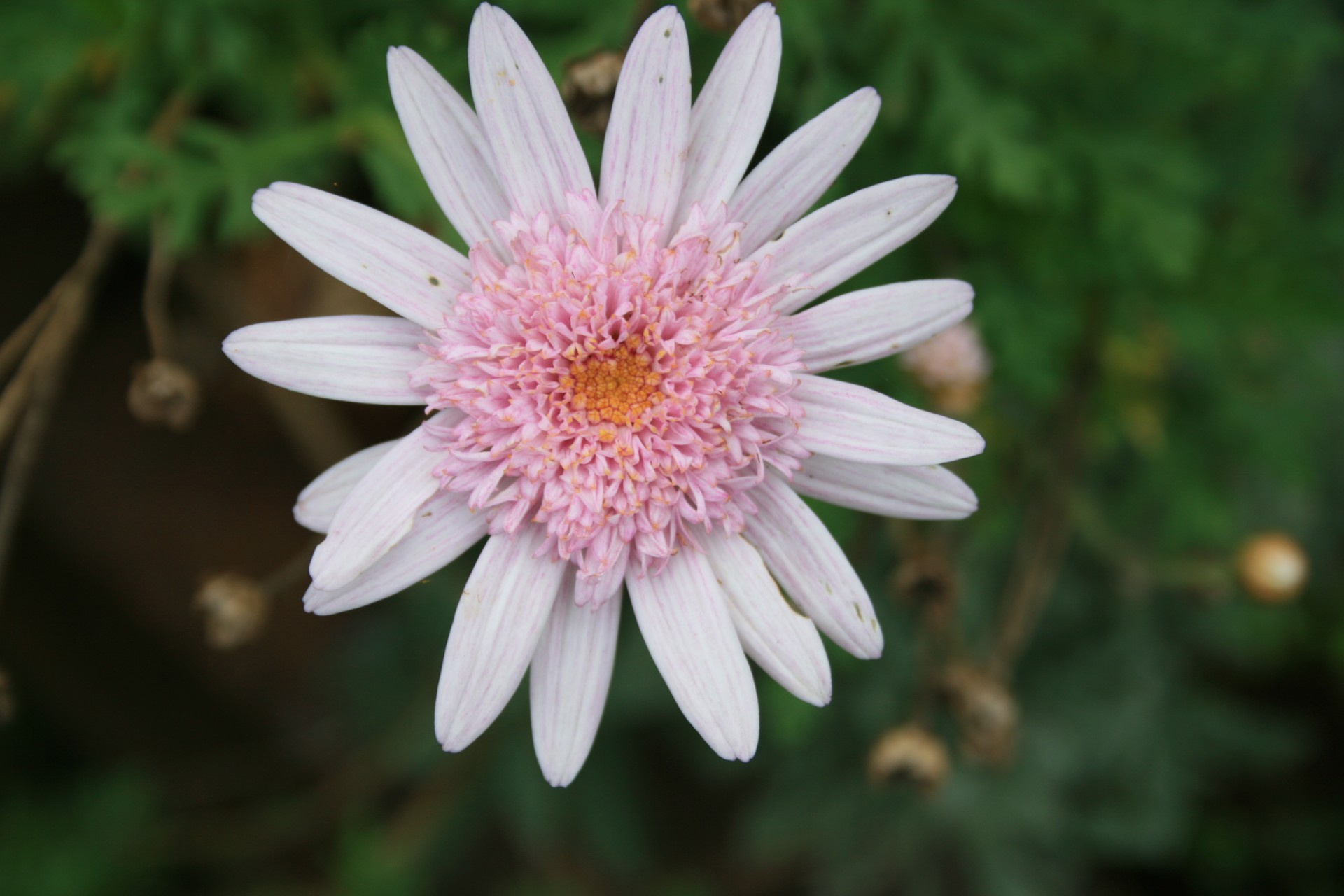 flower daisy pink free photo