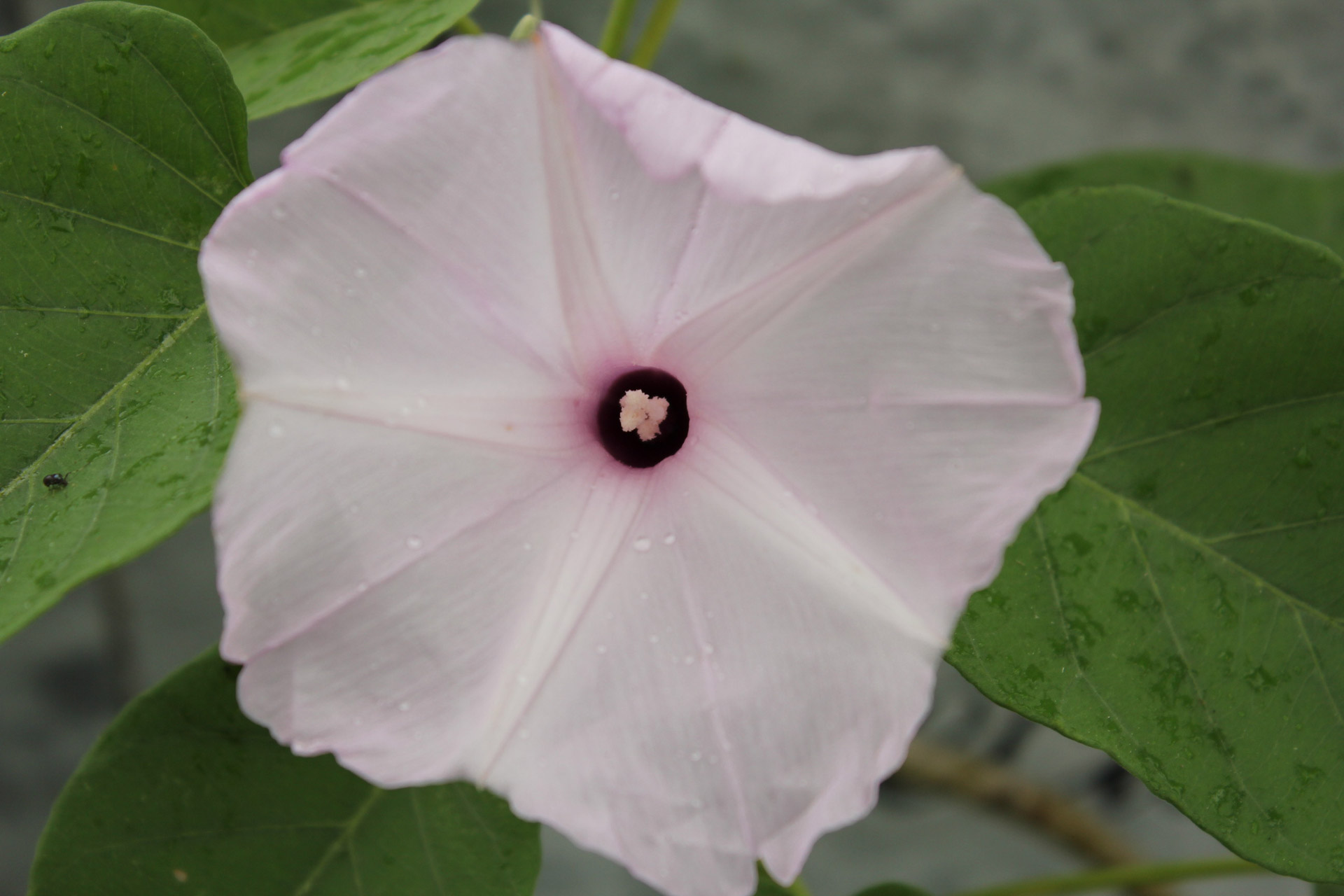 light pink flower pink flower flower free photo