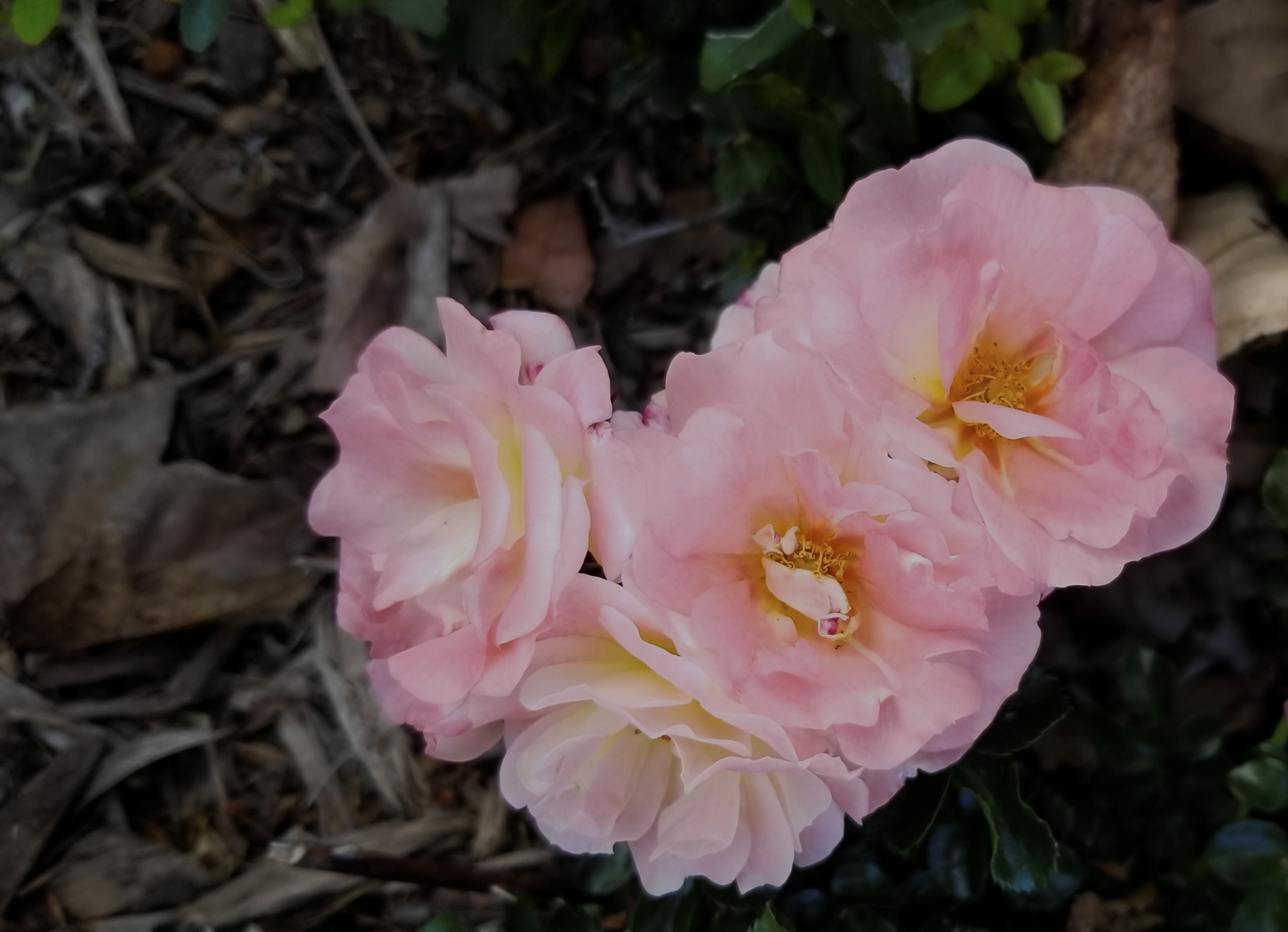 light pink roses bloom free photo