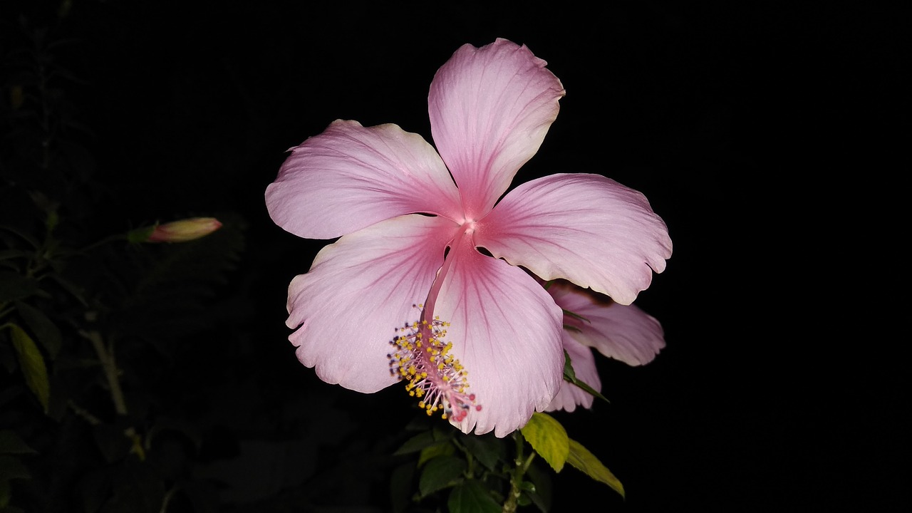 light pink hibiscus dark view hibiscus flower free photo