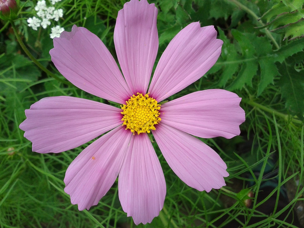 light purple chichewa nature plant free photo