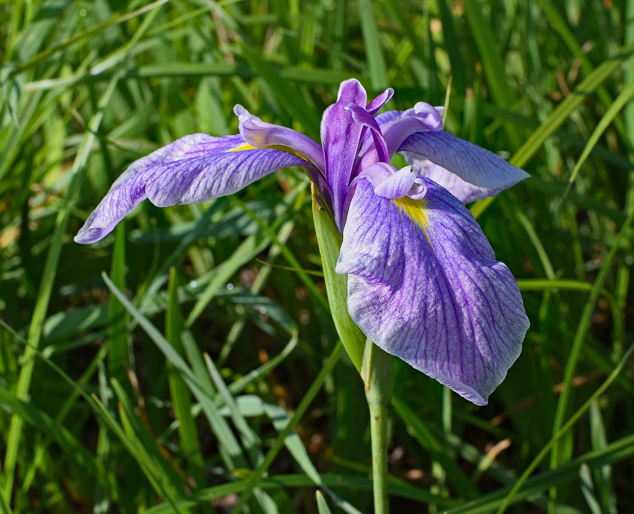 light purple iris flower blossom free photo