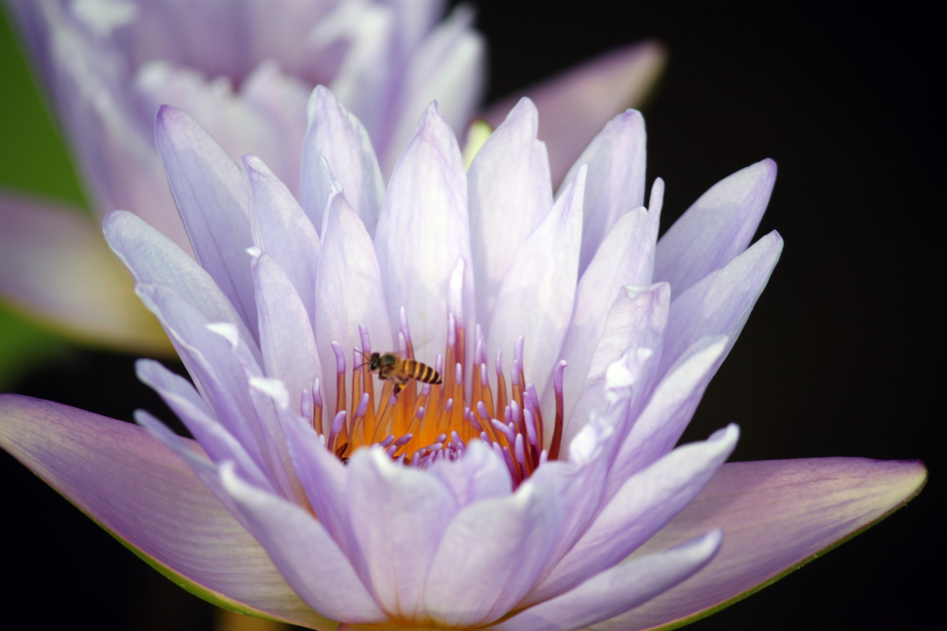 light purple lotus flower bees blossom collecting honey free photo