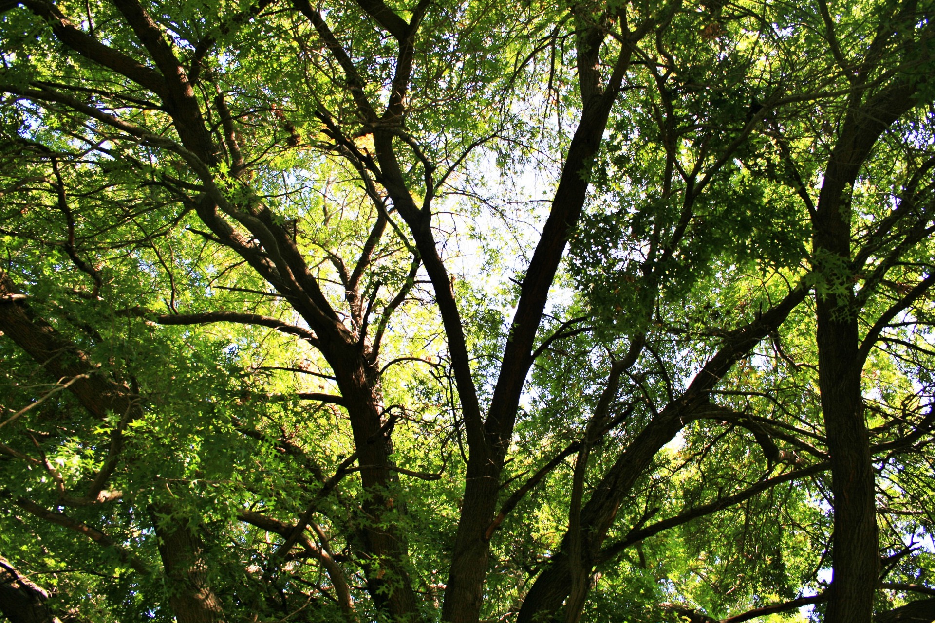 tree oak foliage free photo