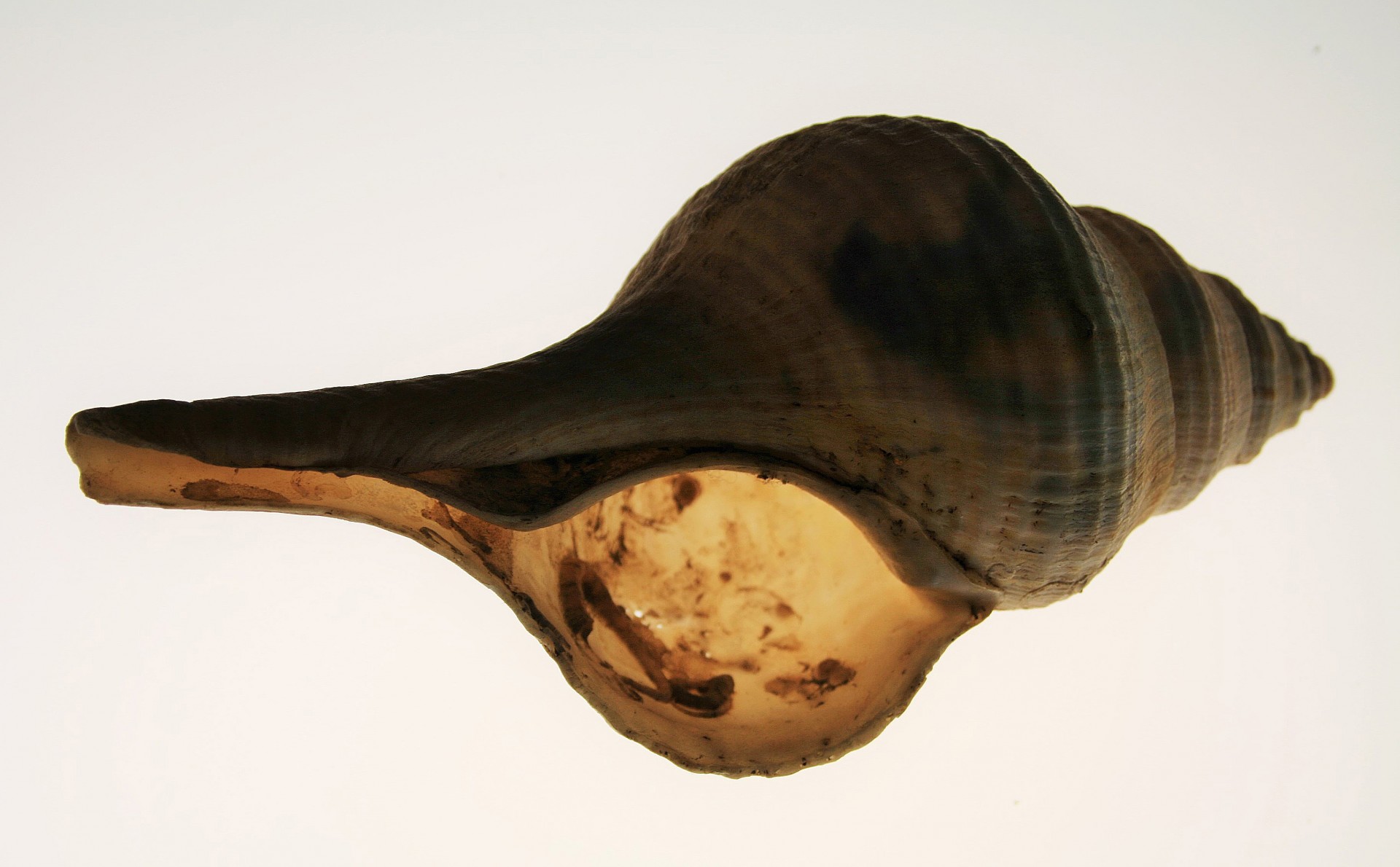 shell sea conch free photo