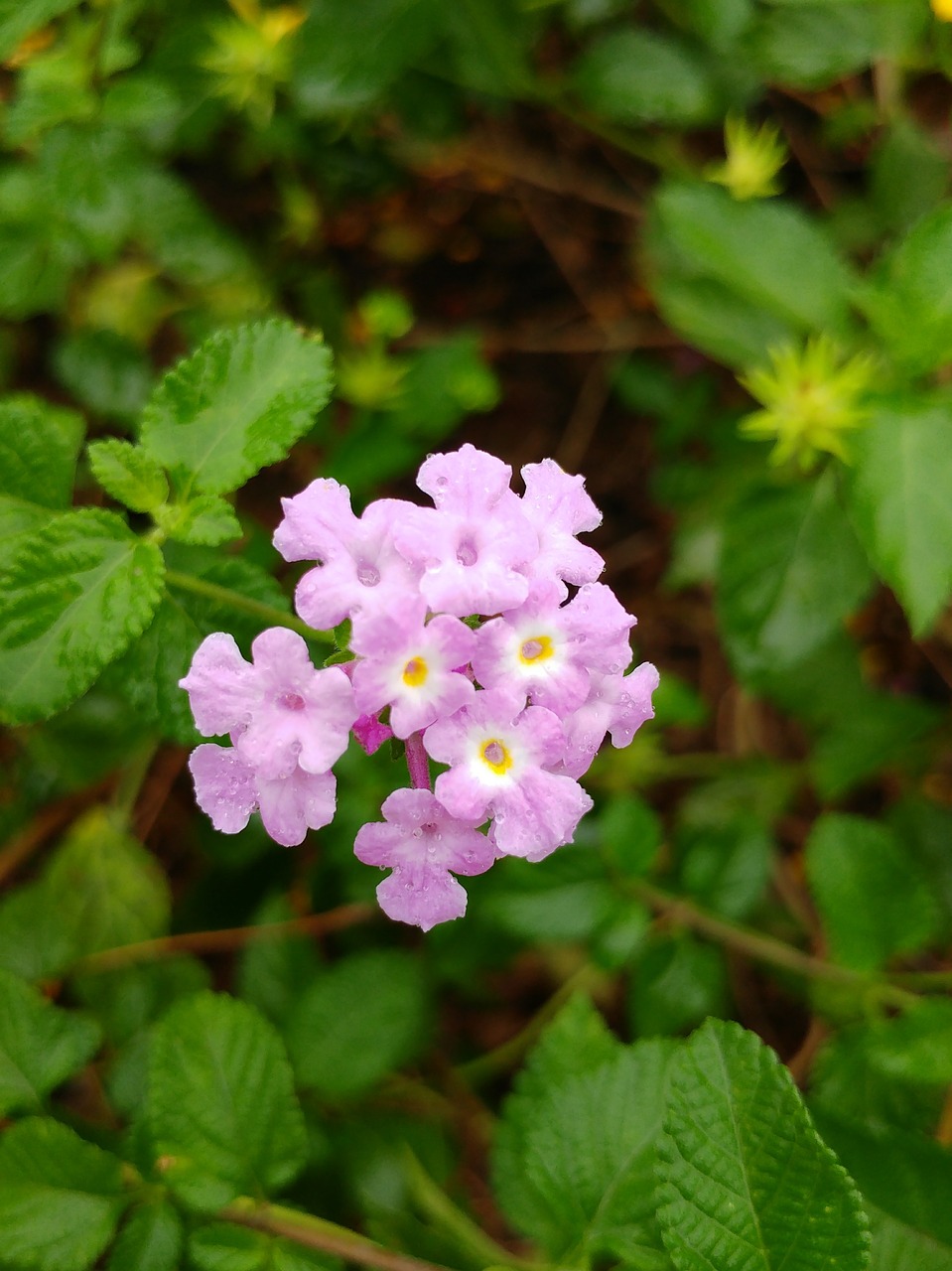 light violet flower plant free photo