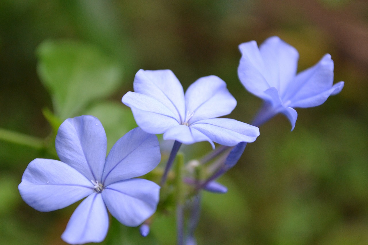 light violet flower flower light blue free photo