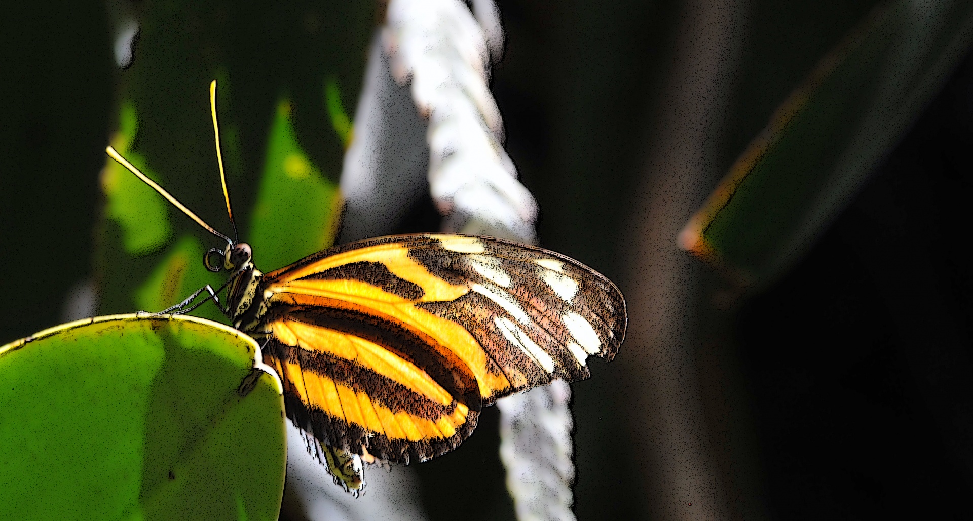 butterfly butterflies light free photo