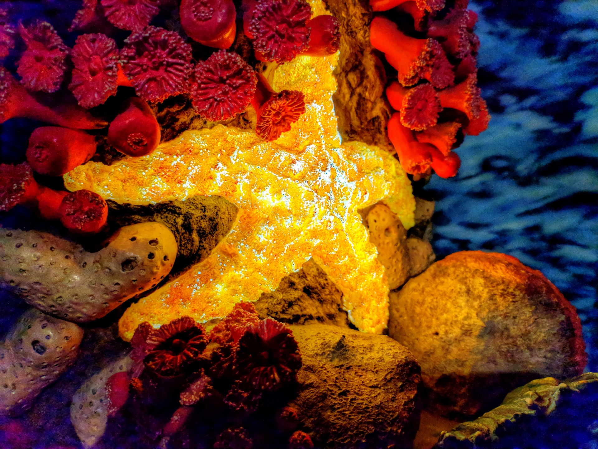 starfish marine life ocean free photo