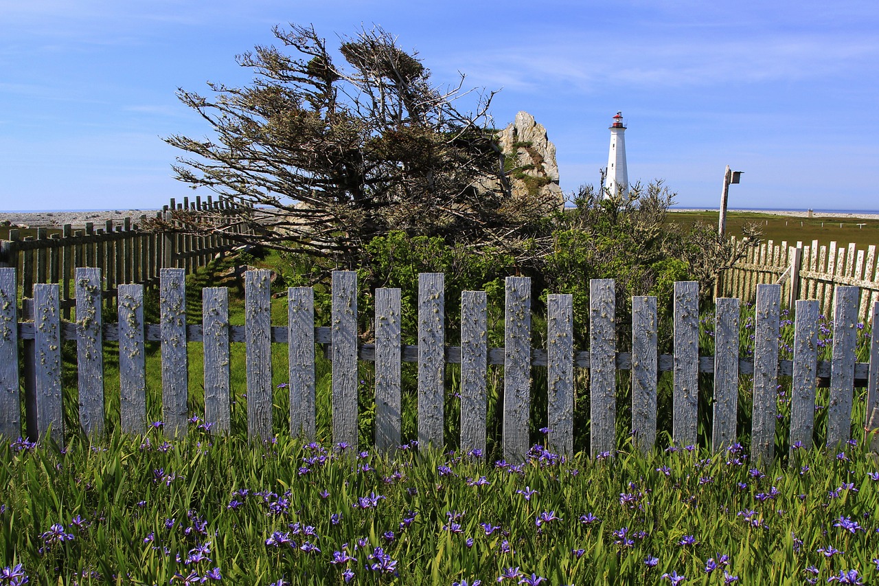 lighthouse windblown beacon free photo