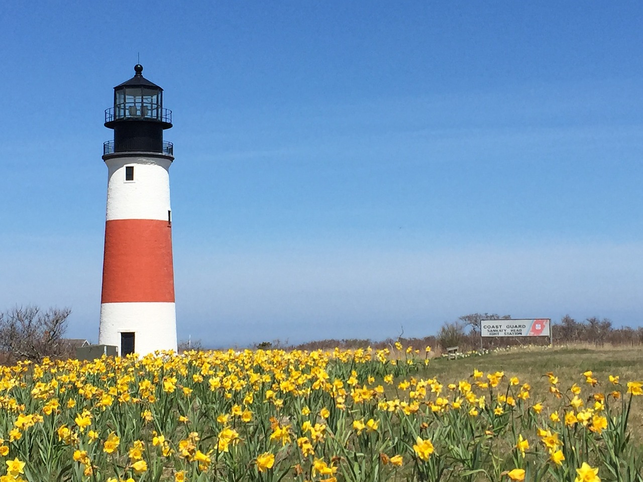 lighthouse daffodils sunny day free photo