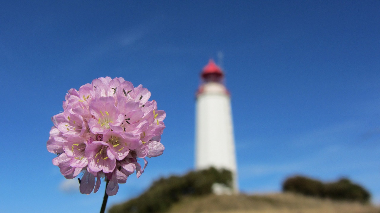 lighthouse blossom bloom free photo