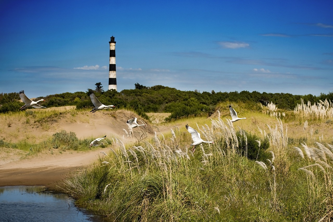 lighthouse  coscoroba  landscape free photo