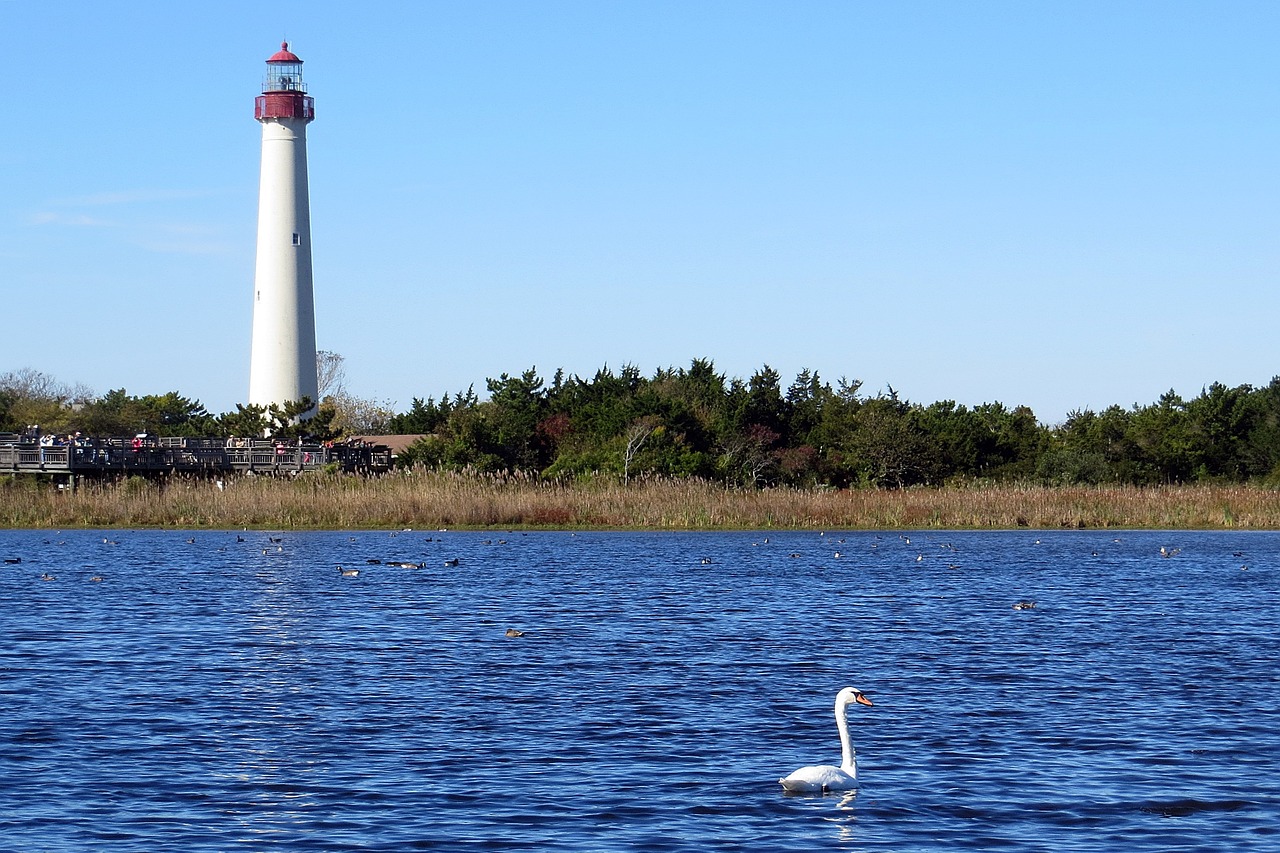 lighthouse swan wetlands free photo