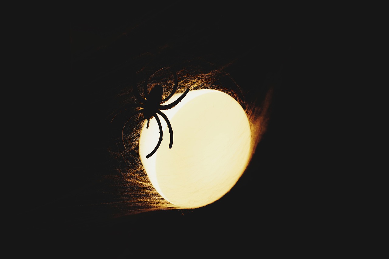 lighting spider halloween free photo