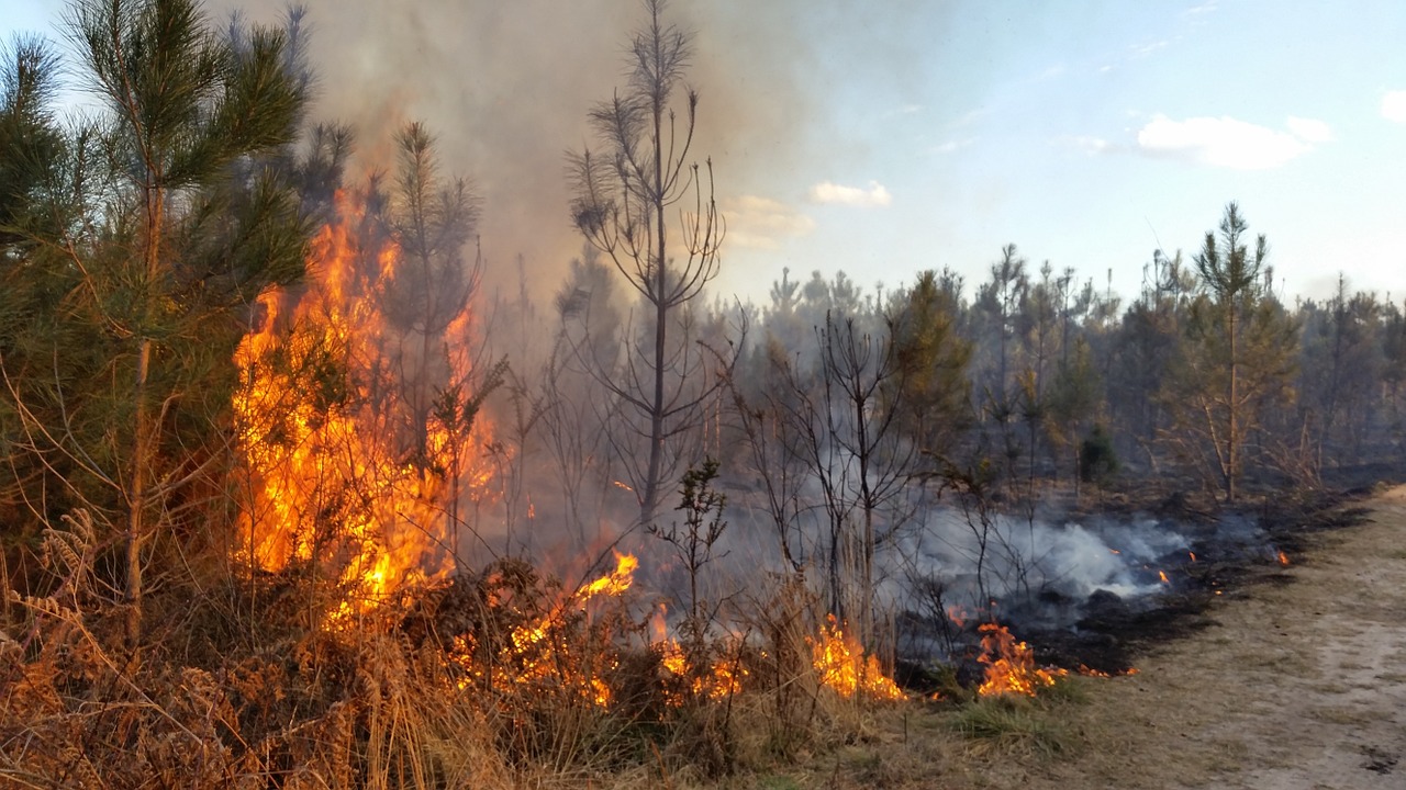 forest fire flames free photo