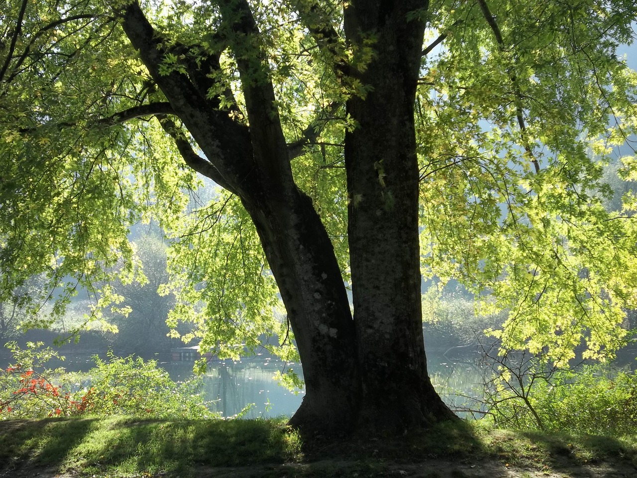 lights trees nature free photo