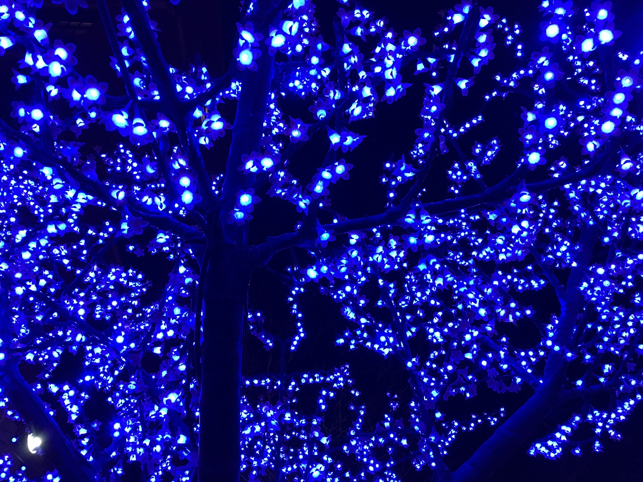 lights blue tree free photo