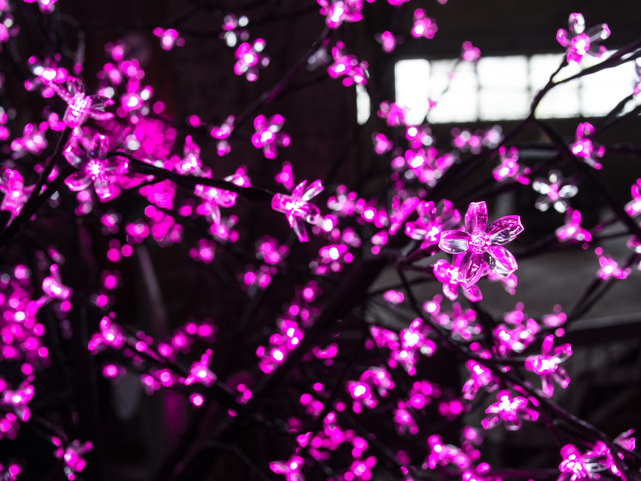 lights tree flowers free photo