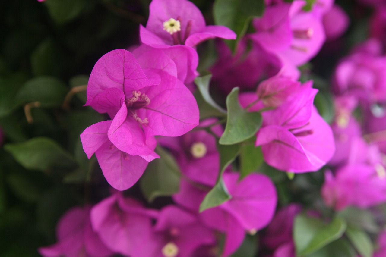 lijiang flower purple free photo