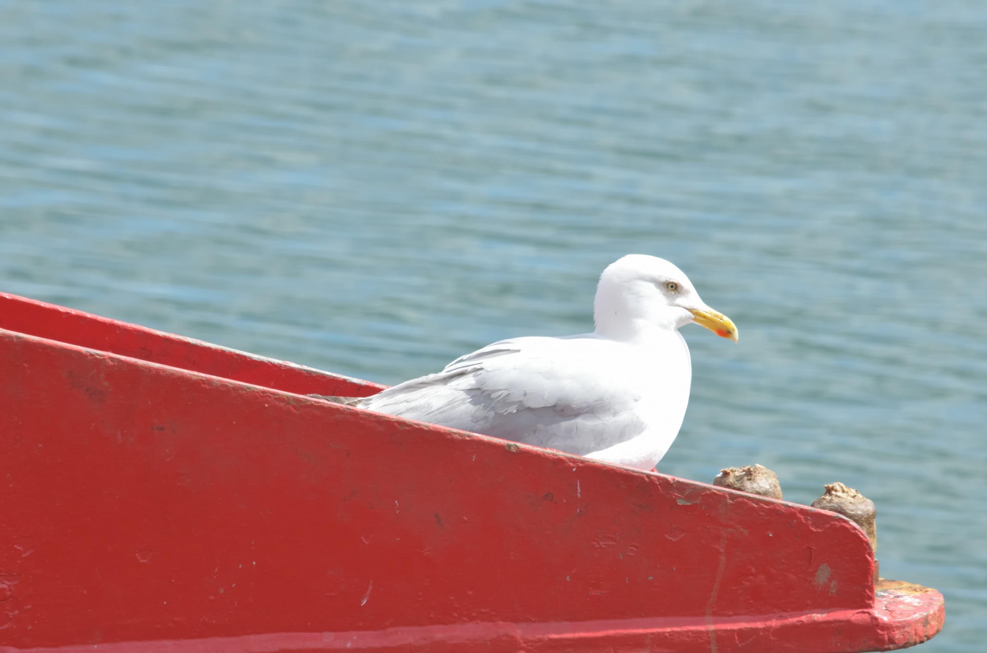 bird seagull gull free photo