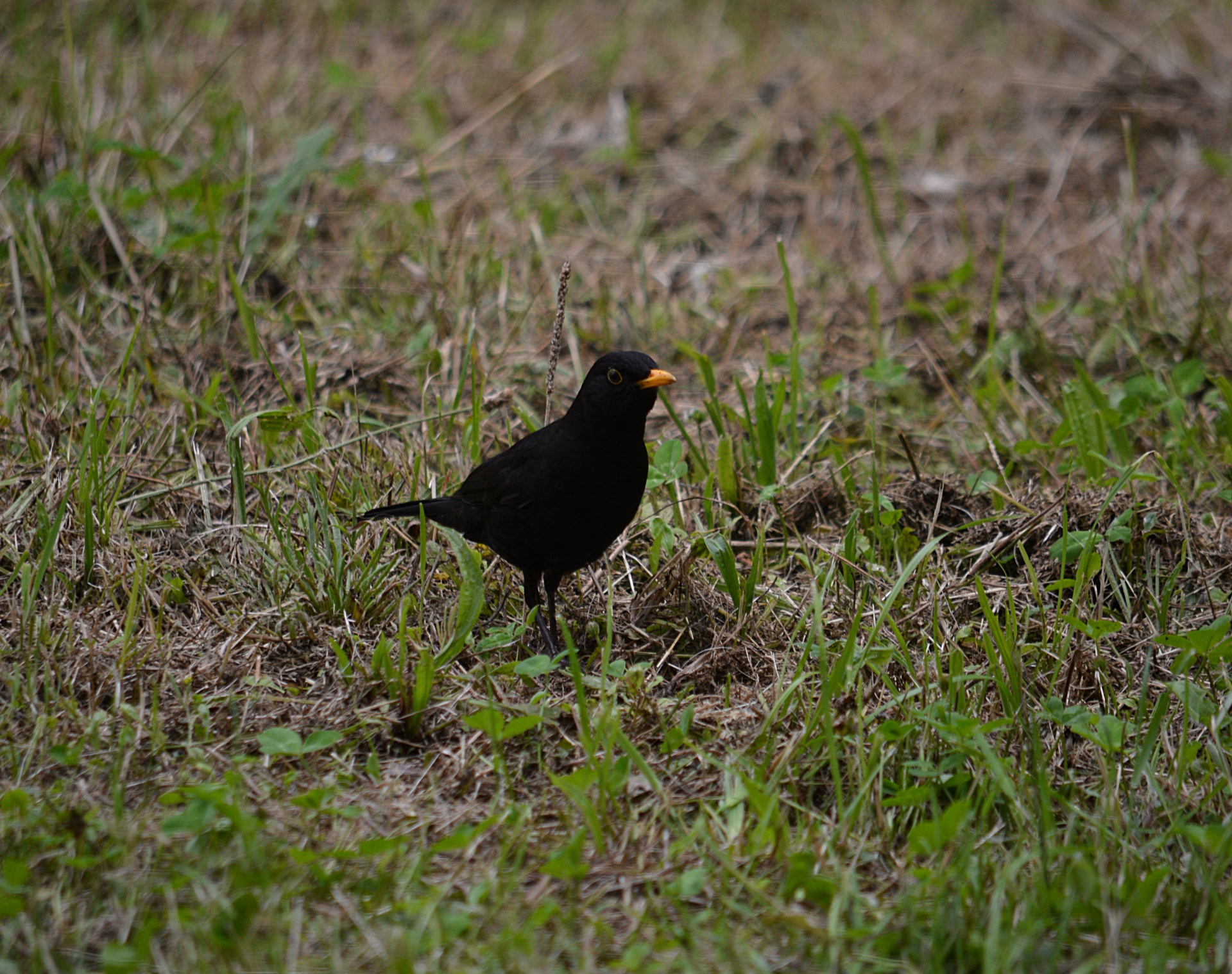 blackbird bird wildlife free photo