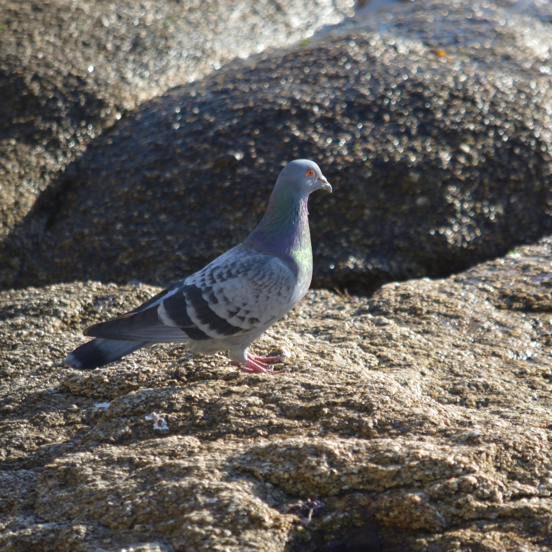 bird pigeon avian free photo