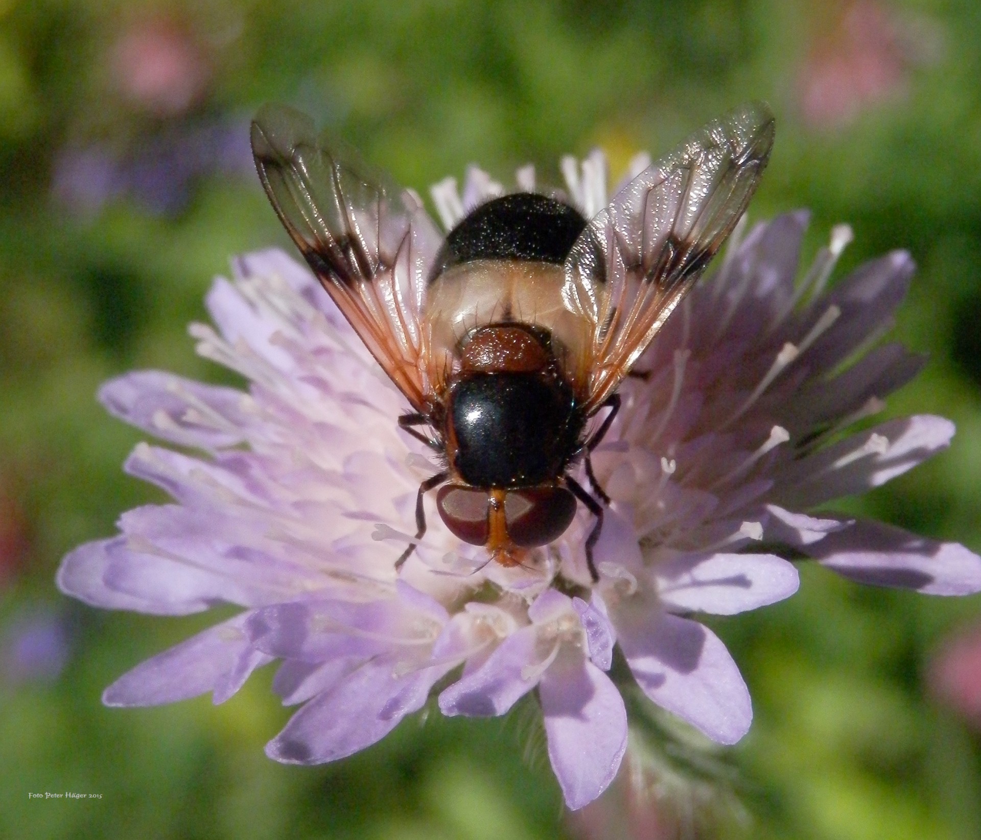 flower fly purple flower with hoverfly free photo