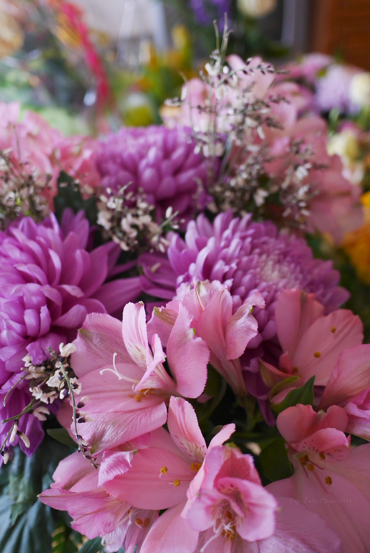 pink lilac flowers free photo